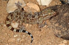 Hemidactylus huluul_a.jpg