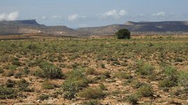 Habitat of Hemidactylus huluul.jpg